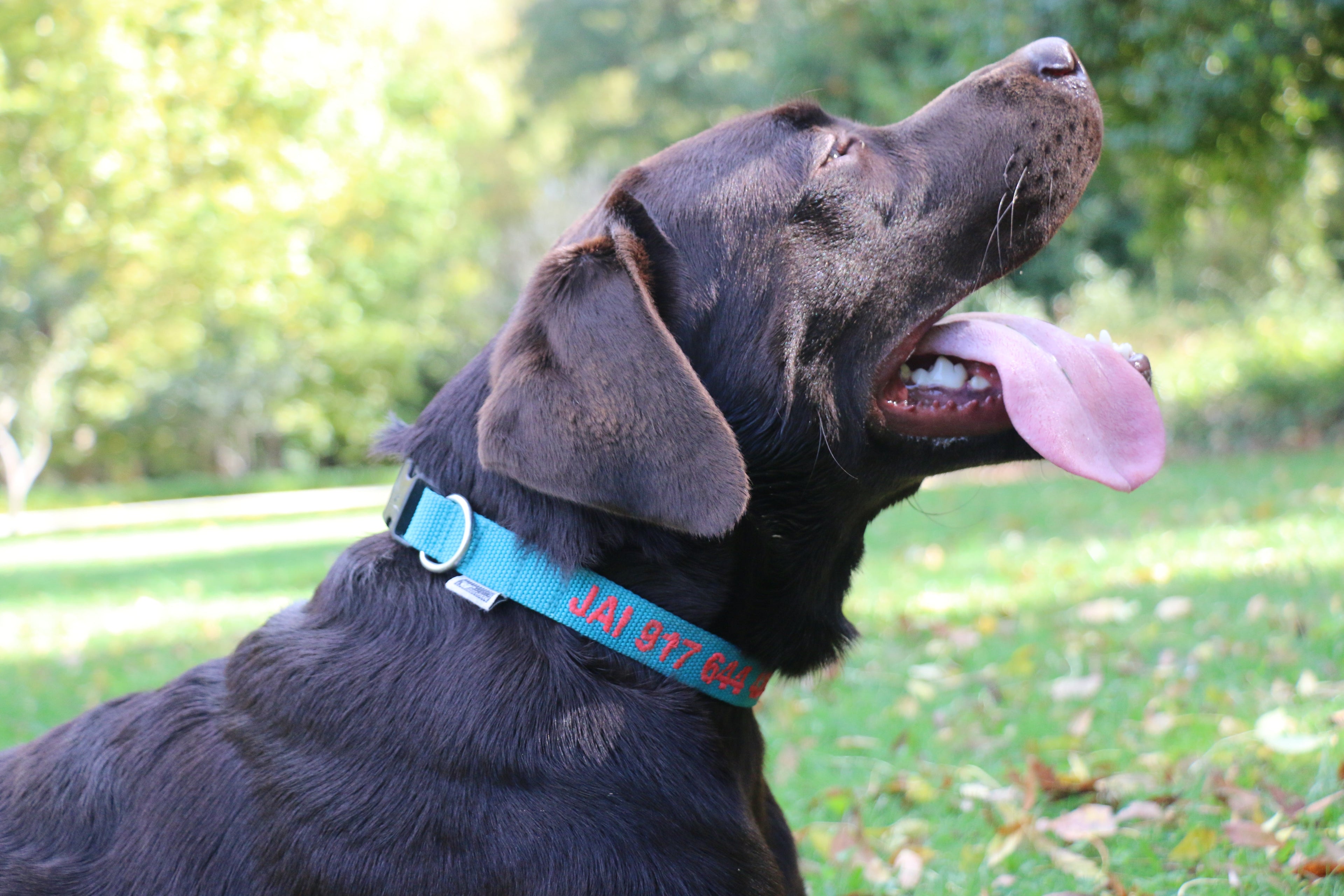 Embroidered dog collar with custom name, handmade by DOGsPARK Portugal