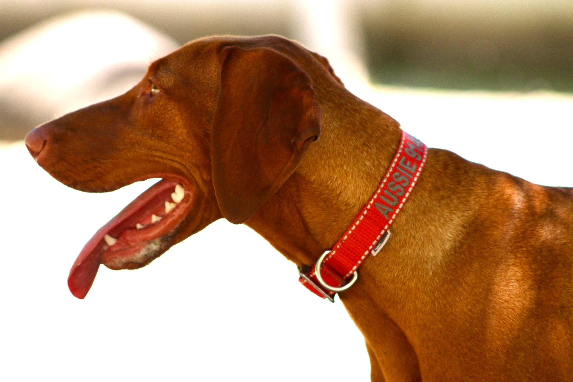 Vizsla wearing a Custom embroidered RED dog collar with Reflective Piping, 2,5cm Wide. Handmade in Portugal