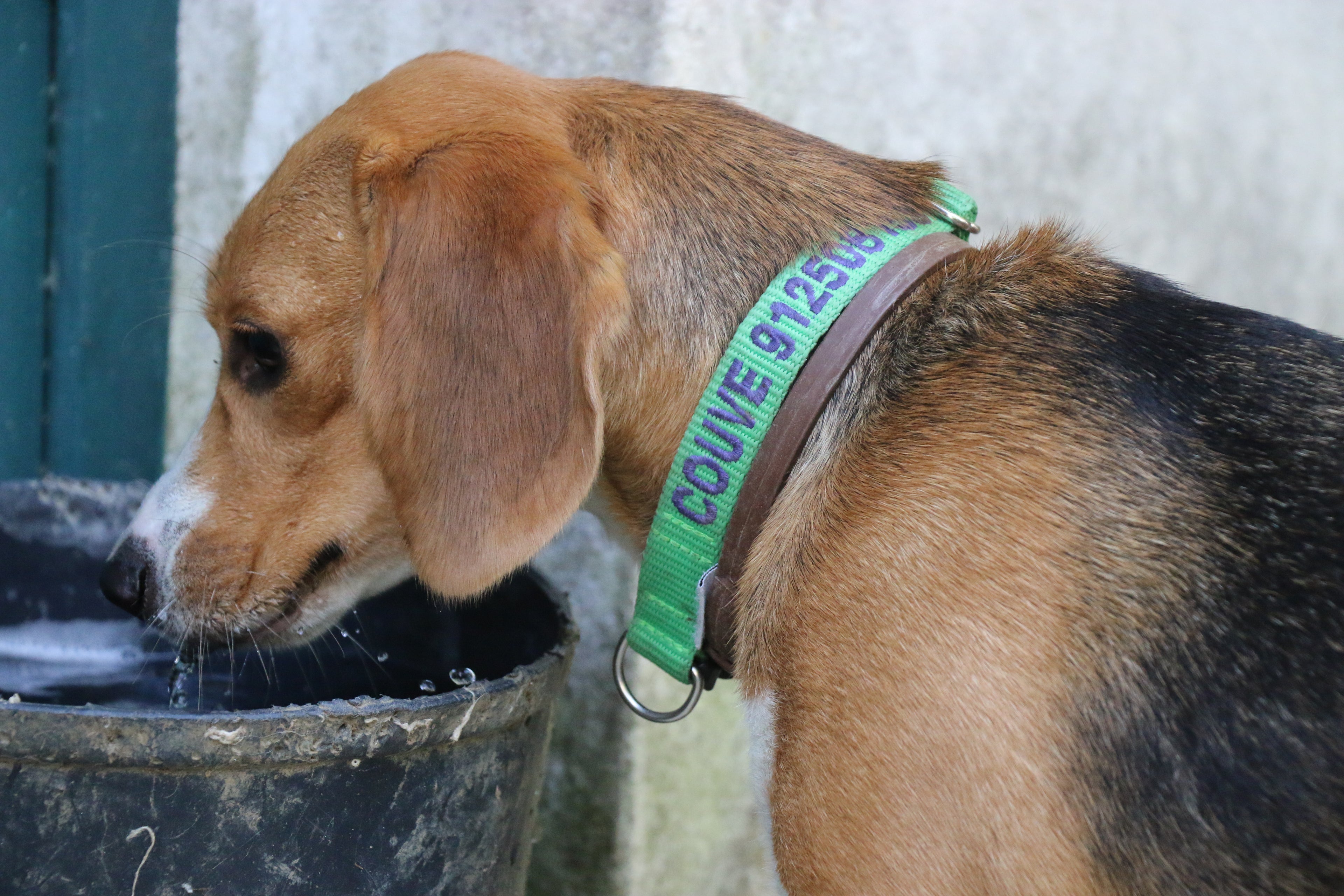 Beagle wearing a DOGsPARK custom embroidered Fluorescente/Neon GREEN dog collar, 2cm Wide. Handmade in Portugal