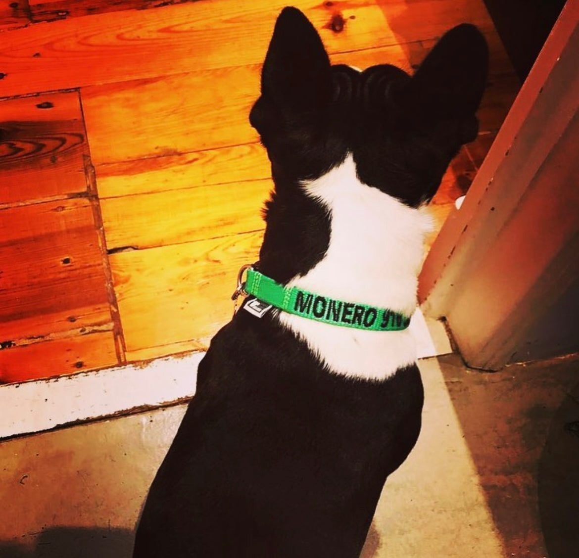 Boston Terrier wearing Custom Fluorescent/Neon GREEN DOGsPARK dog collar, 1,5cm Wide. Handmade in Portugal