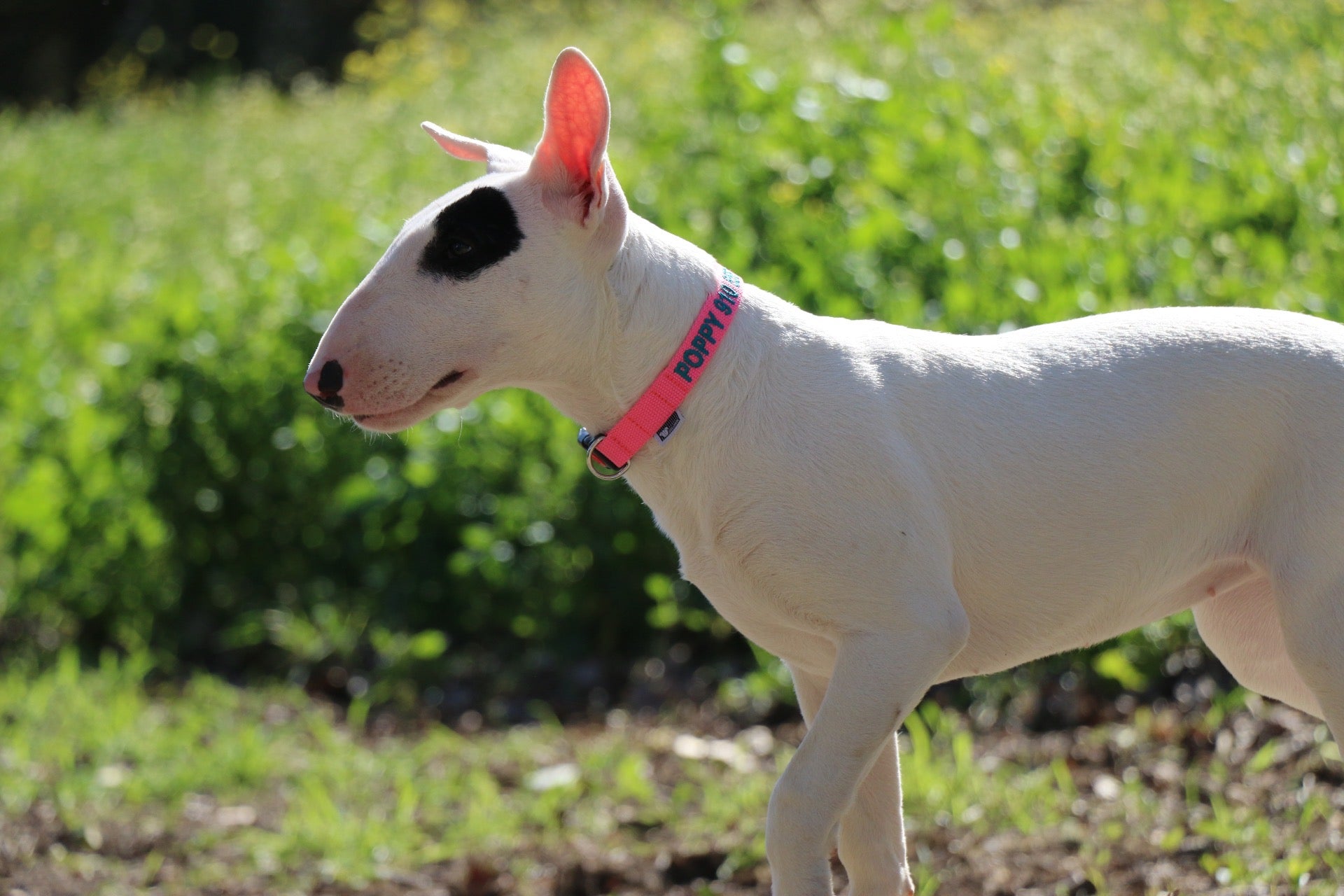 Bull Terrier wearing a DOGsPARK custom Fluorescent/Neon PINK DOGsPARK dog collar, 2cm Wide. Handmade in Portugal