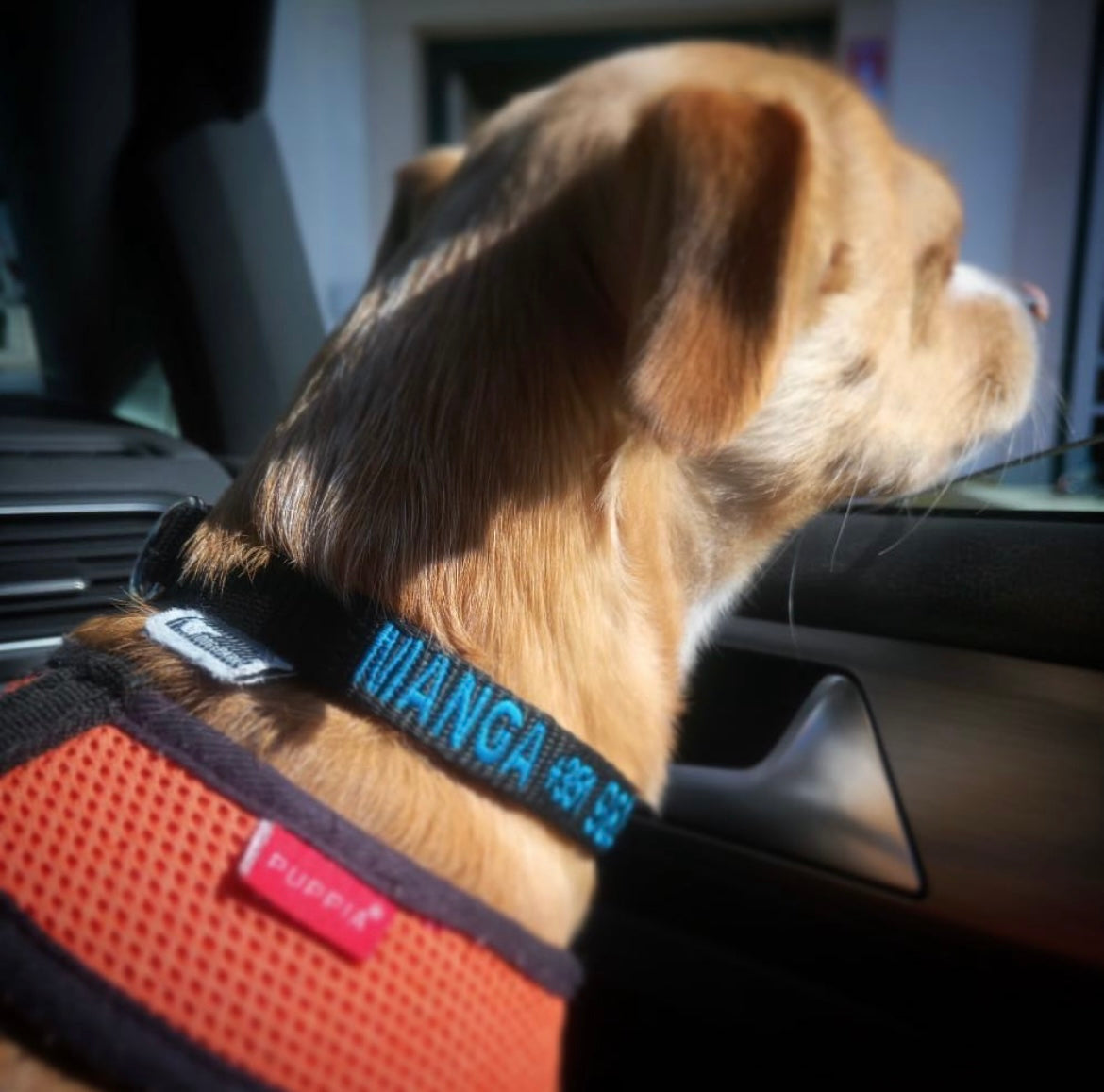 Mixed breed Dogs wearing a DOGsPARK custom BLACK dog collar, 1,5cm Wide. Handmade in Portugal