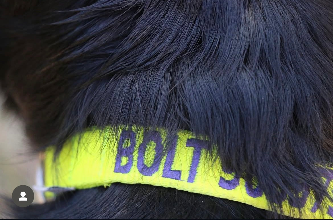 DOGsPARK Custom embroidered Fluorescente/Neon YELLOW dog collar, 2,5cm Wide with purple embroidery letters. Handmade in Portugal