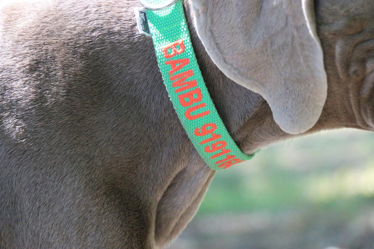 Weimaraner wearing a DOGsPARK custom embroidered Fluorescente/Neon GREEN dog collar, 3cm Wide with Orange embroidery text. Handmade in Portugal