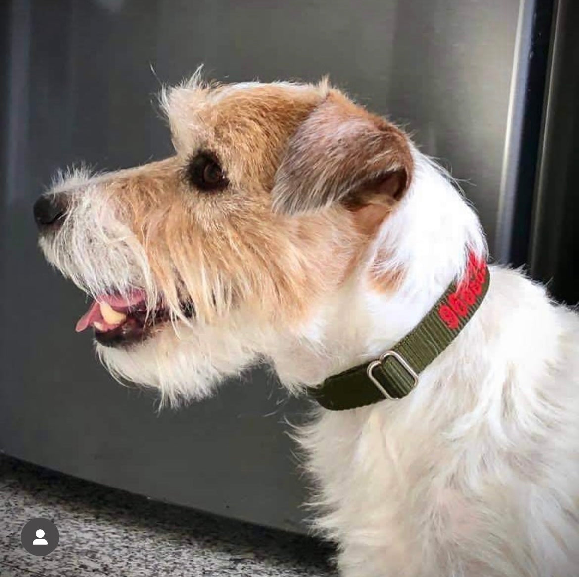 FOX Terrier wearing a DOGsPARK custom embroidered OLIVE dog collar, 2cm Wide with red embroidery text. Handmade in Portugal