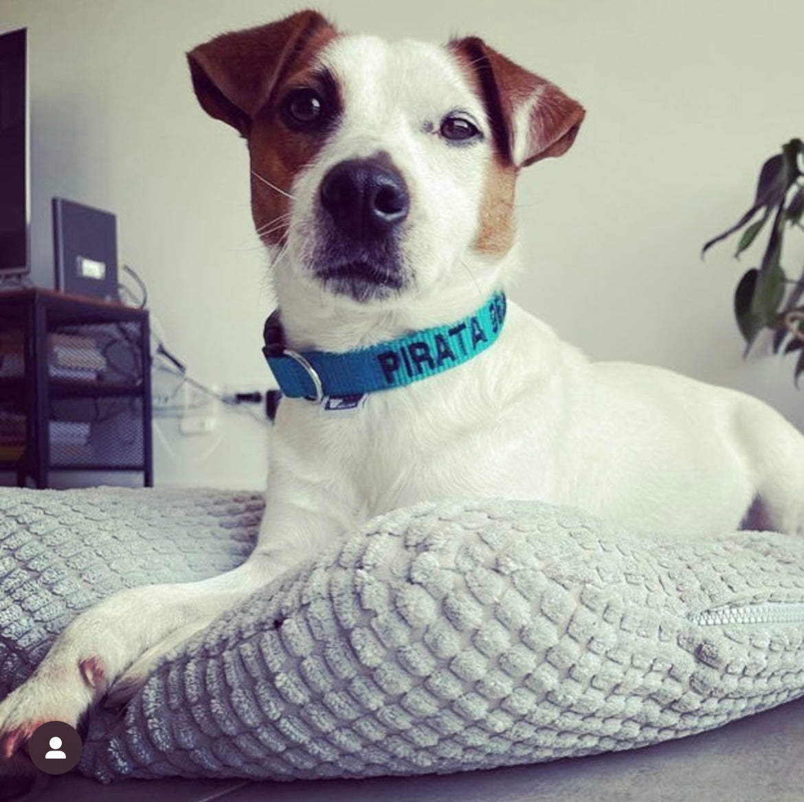 Jack Russel Terrier wearing a DOGsPARK custom TEAL dog collar, 2cm Wide. Handmade in Portugal