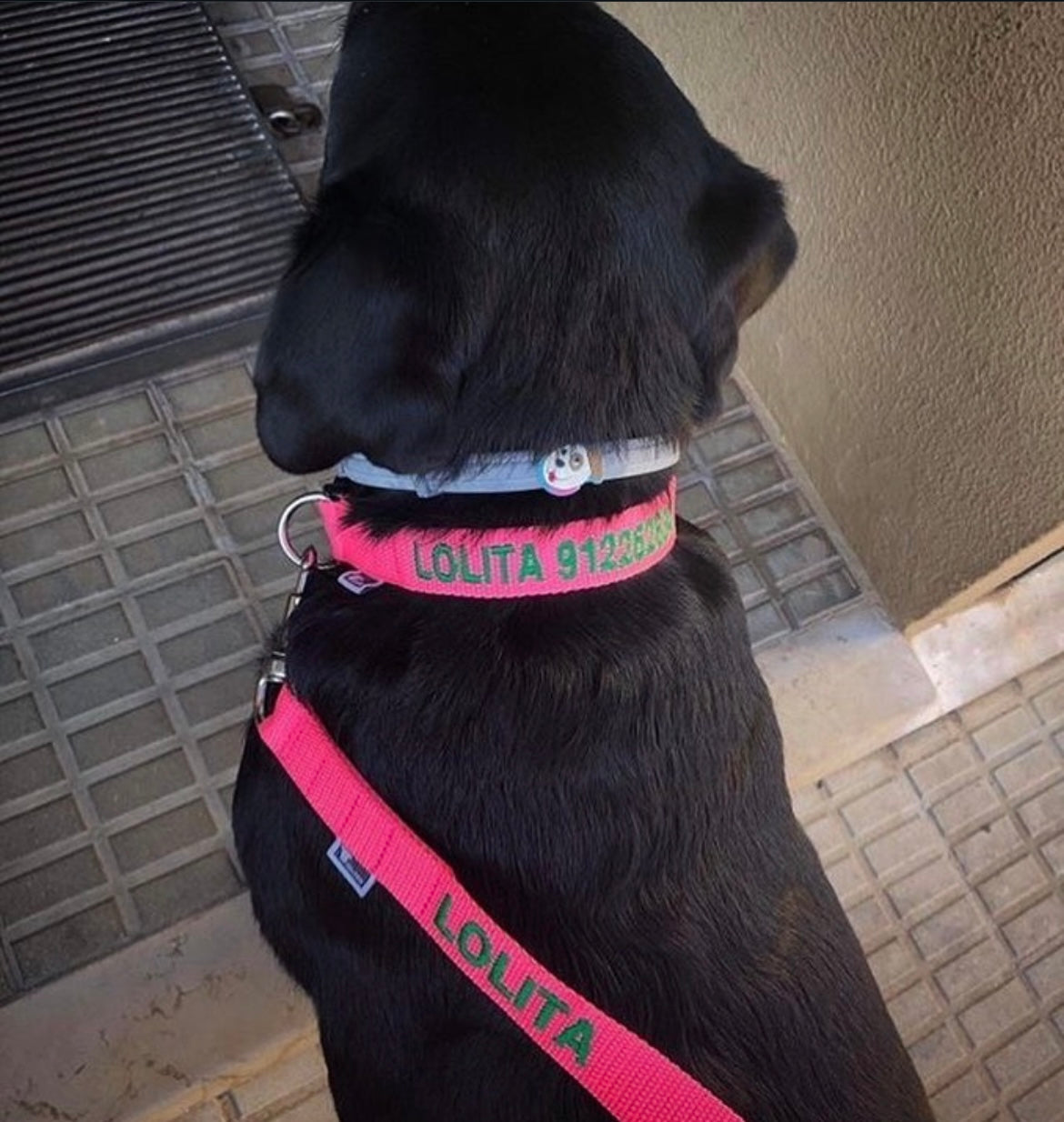 DOGsPARK Custom embroidered pink dog leash, 2,5cm wide. handmade in Portugal