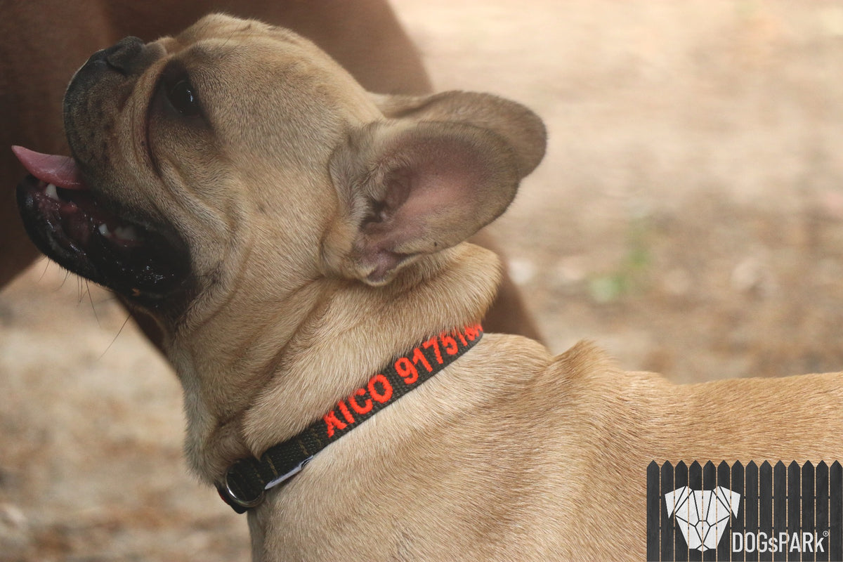 French Bull Dog wearing a DOGsPARK Custom OLIVE DOGsPARK dog collar, 1,5cm Wide. Handmade in Portugal