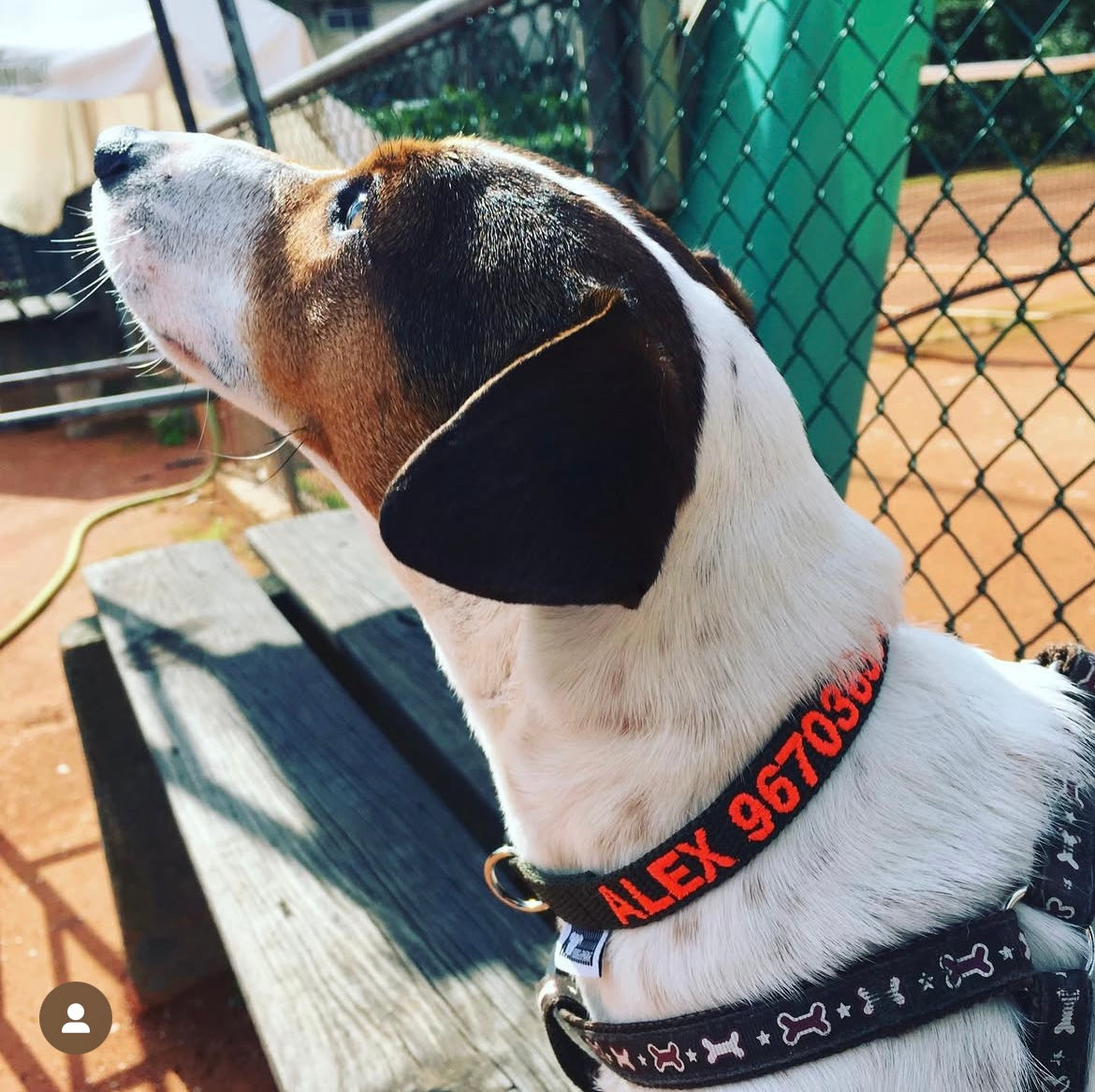 Jack Russel Terrie wearing a DOGsPARK custom embroidered Black dog collar, 1,5cm Wide. With Orange Neon Embroidery. Handmade in Portugal