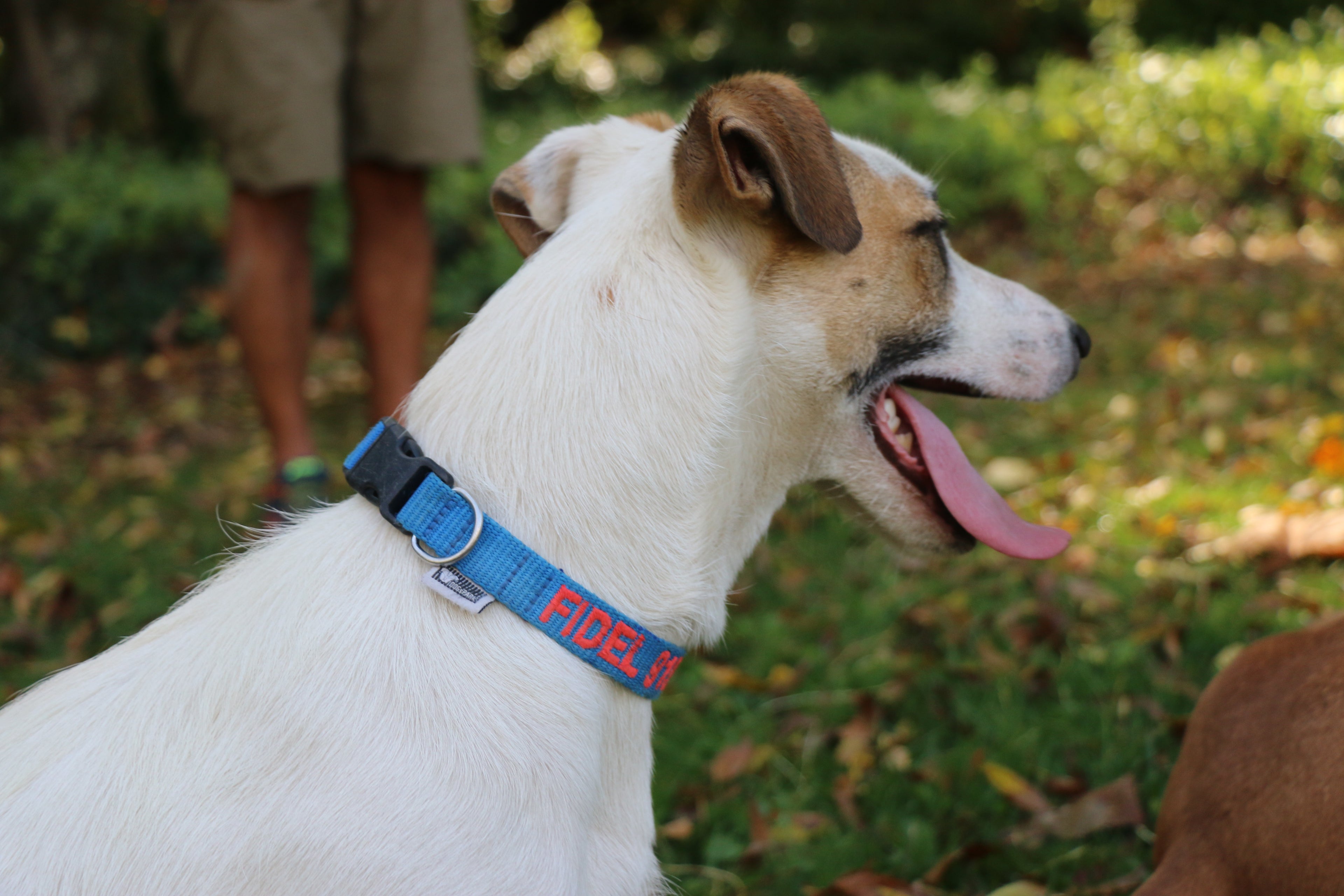 Jack Russel Terrier wearing a DOGsPARK custom embroidered BLUE dog collar, 2cm Wide. Handmade in Portugal